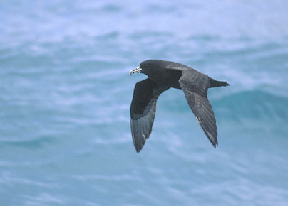 White-chinned Petrel (Procellaria aequinoctialis) photo image