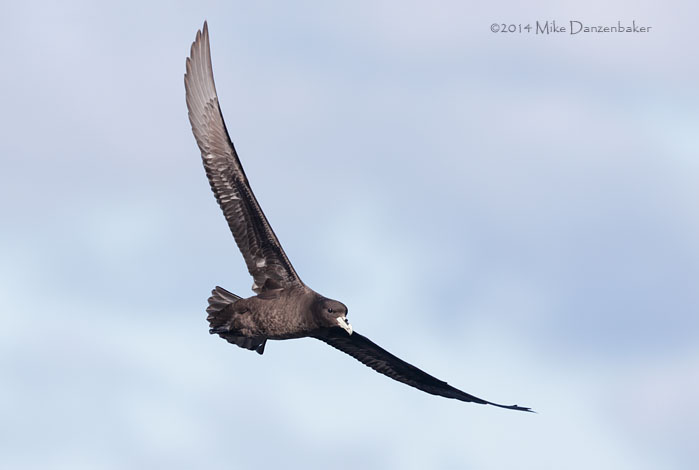 White-chinned Petrel (Procellaria aequinoctialis) photo image