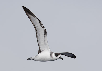 White-necked Petrel (Pterodroma cervicalis) photo