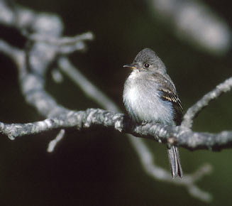 Eastern Wood Pewee (Contopus virens) photo image