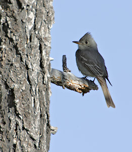 Greater Pewee (Contopus pertinax) photo image