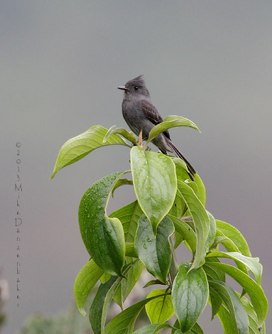 Smoke-colored Pewee (Contopus fumigatus) photo image