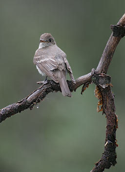 Western Wood-Pewee (Contopus sordidulus) photo