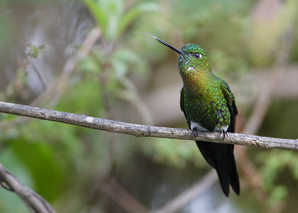 Golden-breasted Puffleg (Eriocnemis mosquera) photo image