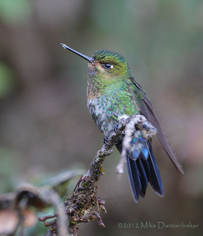 Glowing Puffleg (Eriocnemis vestita) photo image