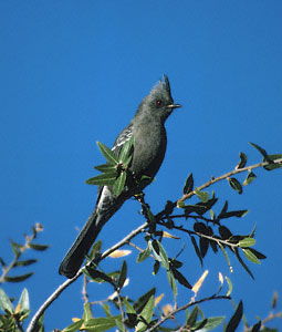 Phainopepla (Phainopepla nitens) photo image