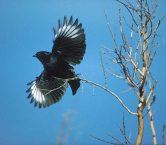 Phainopepla (Phainopepla nitens) photo image