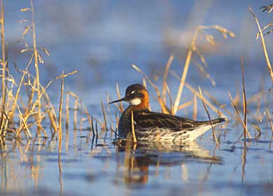 Red-necked Phalarope (Phalaropus lobatus) photo image