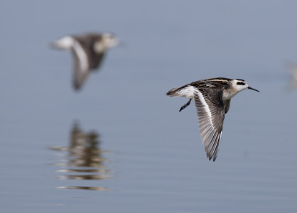 Red-necked Phalarope (Phalaropus lobatus) photo image
