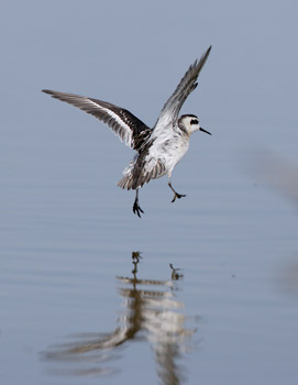 Red-necked Phalarope (Phalaropus lobatus) photo image