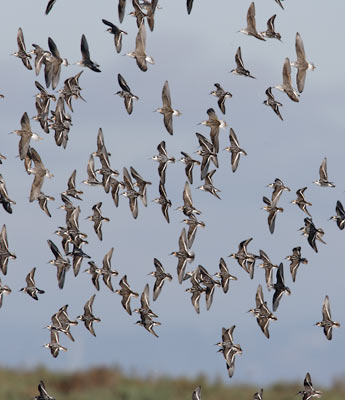Red-necked Phalarope (Phalaropus lobatus) photo image