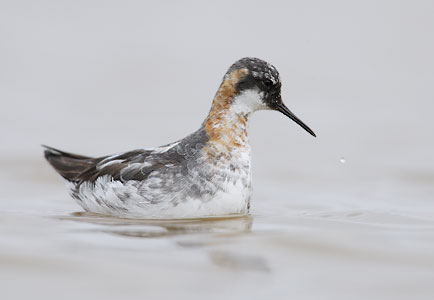 Red-necked Phalarope (Phalaropus lobatus) photo image