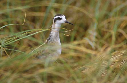 Red-necked Phalarope (Phalaropus lobatus) photo image