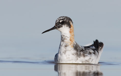 Red-necked Phalarope (Phalaropus lobatus) photo image