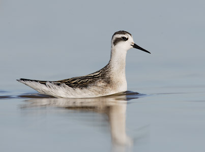 Red-necked Phalarope (Phalaropus lobatus) photo image