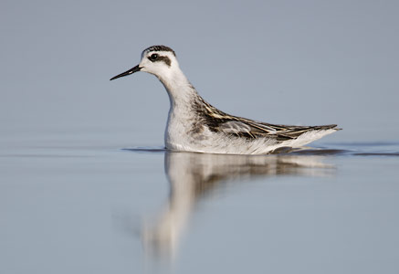Red-necked Phalarope (Phalaropus lobatus) photo image