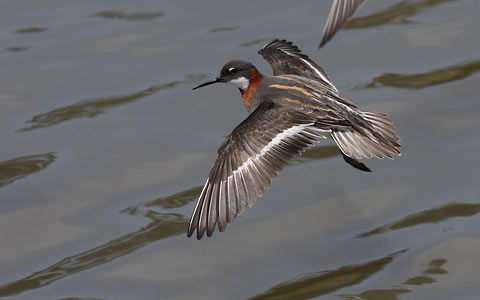 Red-necked Phalarope (Phalaropus lobatus) photo image