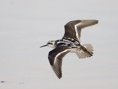 Red-necked Phalarope (Phalaropus lobatus) photo