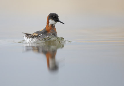 Red-necked Phalarope (Phalaropus lobatus) photo image