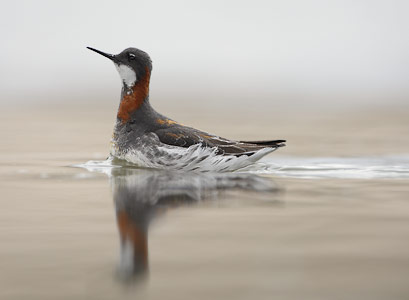 Red-necked Phalarope (Phalaropus lobatus) photo image