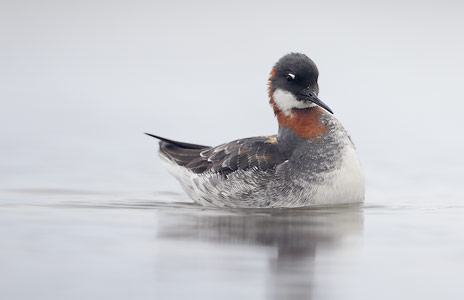 Red-necked Phalarope (Phalaropus lobatus) photo image