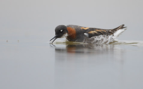 Red-necked Phalarope (Phalaropus lobatus) photo image