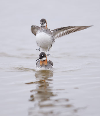 Red-necked Phalarope (Phalaropus lobatus) photo image