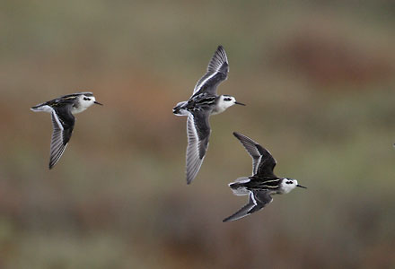 Red-necked Phalarope (Phalaropus lobatus) photo