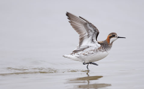 Red-necked Phalarope (Phalaropus lobatus) photo