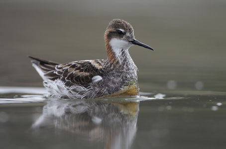 Red-necked Phalarope (Phalaropus lobatus) photo image