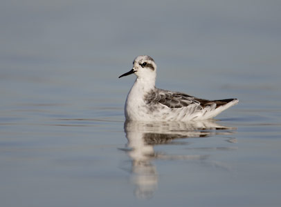 Red-necked Phalarope (Phalaropus lobatus) photo image