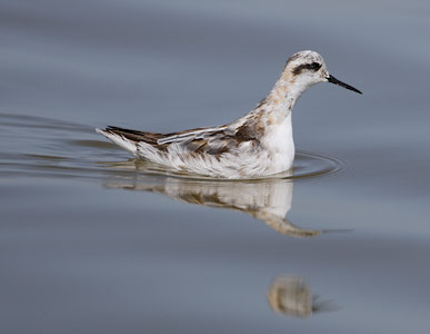 Red-necked Phalarope (Phalaropus lobatus) photo image