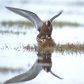 Red Phalarope (Phalaropus fulicarius) photo image