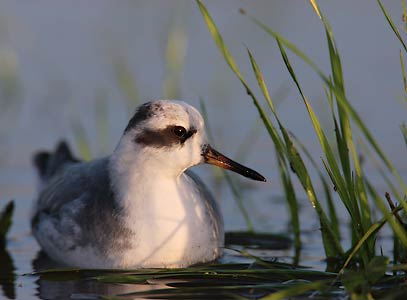 Red Phalarope (Phalaropus fulicaria) photo