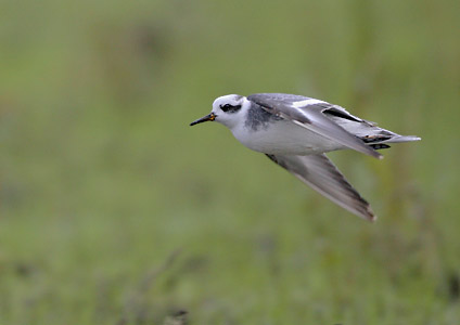 Red Phalarope (Phalaropus fulicarius) photo image