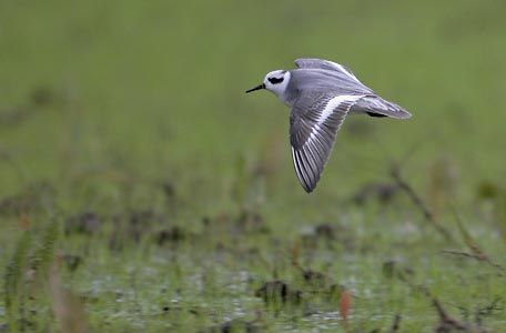 Red Phalarope (Phalaropus fulicarius) photo image