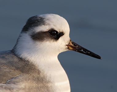 Red Phalarope (Phalaropus fulicaria) photo