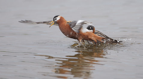 Red Phalarope (Phalaropus fulicaria) photo