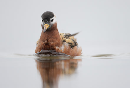 Red Phalarope (Phalaropus fulicarius) photo image