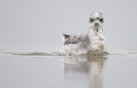 Red Phalarope (Phalaropus fulicarius) photo image