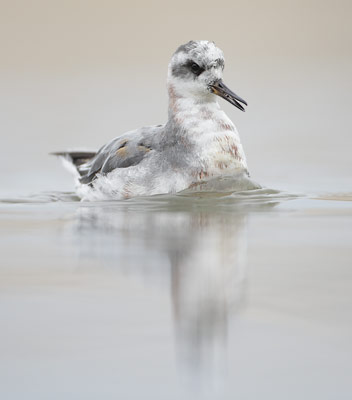 Red Phalarope (Phalaropus fulicarius) photo image