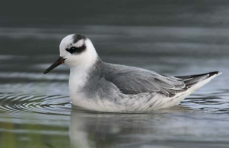 Red Phalarope (Phalaropus fulicarius) photo image