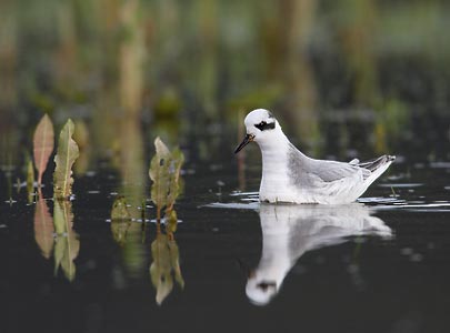 Red Phalarope (Phalaropus fulicaria) photo
