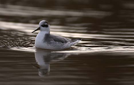 Red Phalarope (Phalaropus fulicarius) photo image