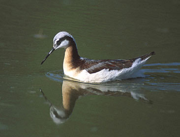 Wilson's Phalarope (Phalaropus tricolor) photo image