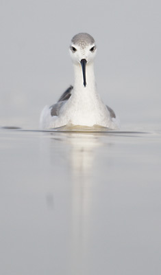 Wilson's Phalarope (Phalaropus tricolor) photo image