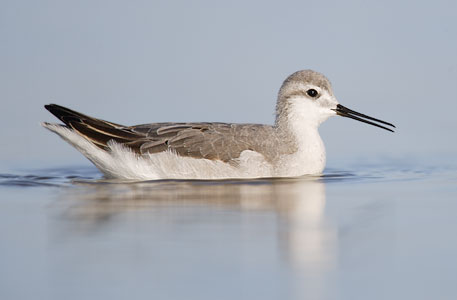 Wilson's Phalarope (Phalaropus tricolor) photo image