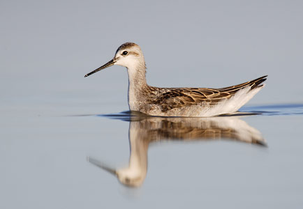Wilson's Phalarope (Phalaropus tricolor) photo image