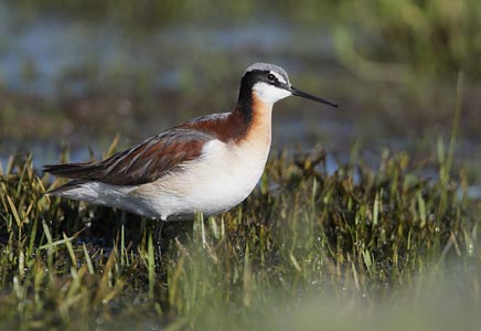 Wilson's Phalarope (Phalaropus tricolor) photo image