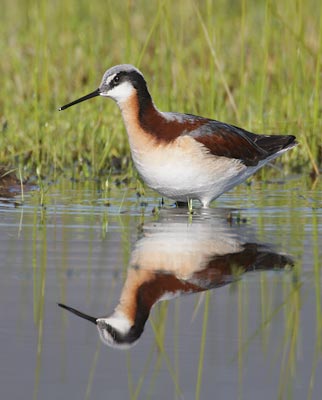 Wilson's Phalarope (Phalaropus tricolor) photo image